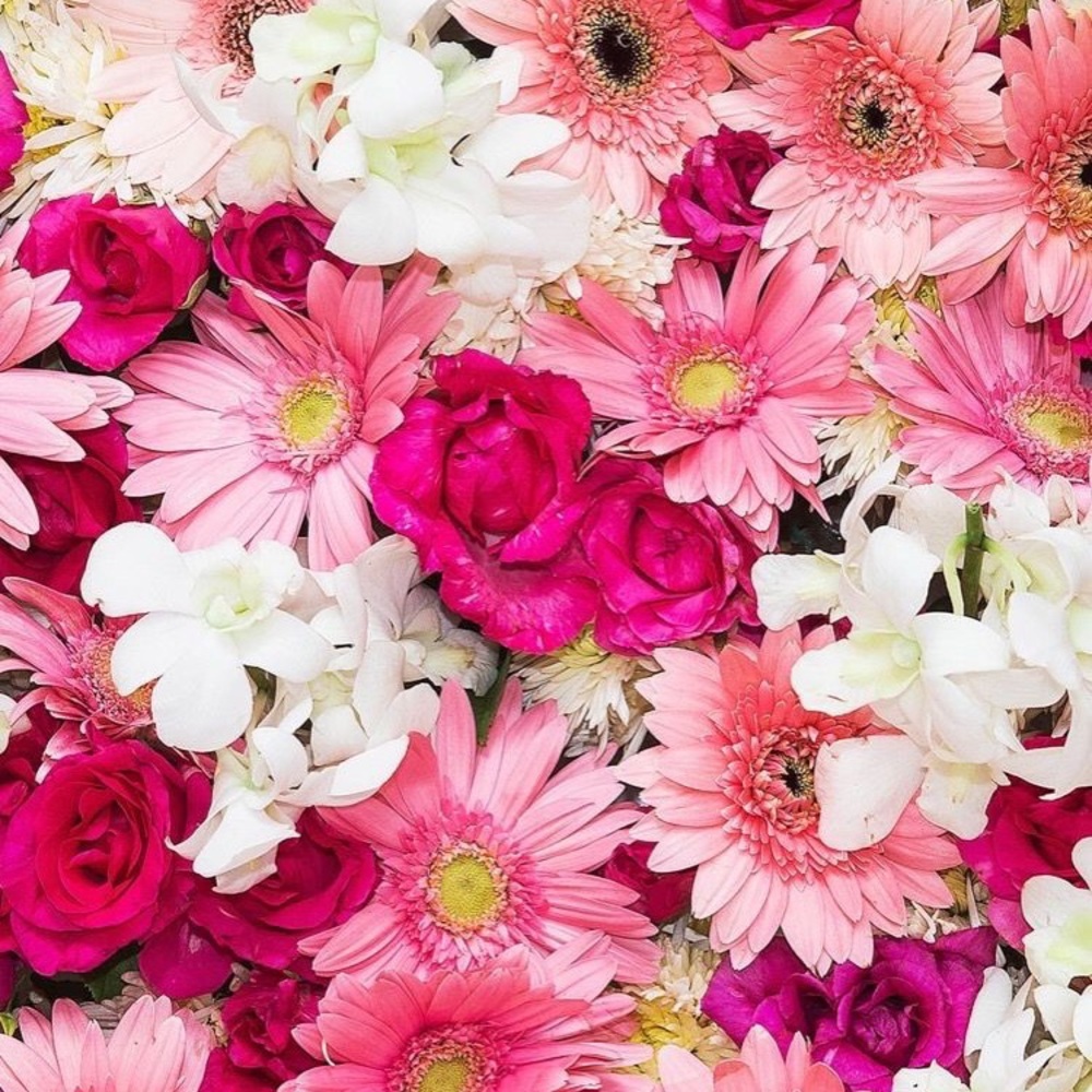 Meet your Posher, Francine